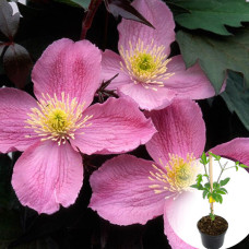 Клематіс в горщику Tetrarose