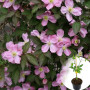 Клематіс в горщику Tetrarose