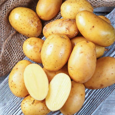 Насіннєва картопля Королева Анна 1 кг (перша репродукція) Solana