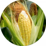Насіння кукурудзи (38)