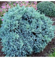 Можжевельник Blue Star 1,5 л