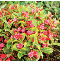 Вейгела Brigela 1,5 л