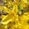 Форзиція Golden Times 1,5 л