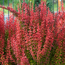 Барбарис Red Coral 1,5 л