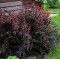 Барбарис Red Lady 1,5 л