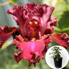 Ірис в горщику Kvitka Tsisyk