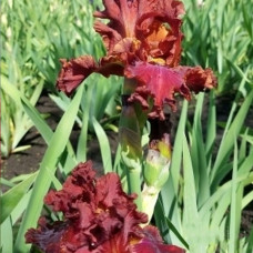 Ірис Kvitka Tsisuk