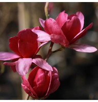 Магнолія привита 3-х річна Lan's Red (Ланс Ред) 3л