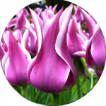 Тюльпаны Лилиевидные (14)