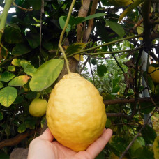 Лимон 3-х летний Киевский крупноплодный в горшке