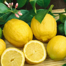 Лимон 1-о річний Київський великоплідний в горщику