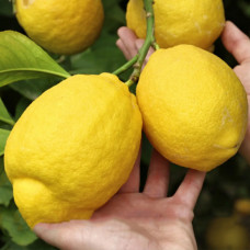 Лимон 5-ти річний Київський великоплідний в горщику