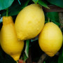 Лимон 3-х річний Київський великоплідний в горщику