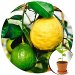 Лимон комнатный (3)