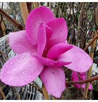 Магнолія привита 3-х річна Livingstone (Лівінгстон)