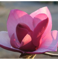 Магнолія привита 3-х річна  Frank's Masterpiece (Франк Мастерпайс)