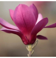 Магнолія привита 3-х річна Purple Star (Пурпл Стар)