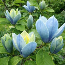 Магнолия 3-х летная Blue Opal в горшке