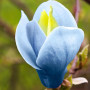 Магнолия 3-х летная Blue Opal в горшке