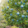 Магнолия 3-х летная Blue Opal в горшке
