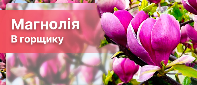 Перейти в каталог >>