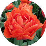 Тюльпаны Махровые (69)