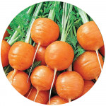 Насіння моркви кімнатної (1)