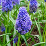 Мускарі Flower Power