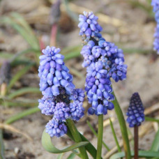Мускарі Flower Power