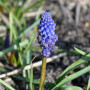 Мускарі Flower Power