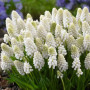 Мускарі White Pearl