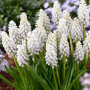 Мускарі White Pearl