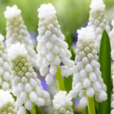 Мускарі White Pearl