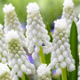 Мускарі White Pearl