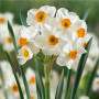 Нарцисс Geranium