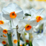 Нарцисс Geranium