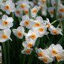 Нарцисс Geranium