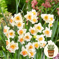 Нарцис Doll Baby 3 шт в горшке