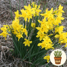 Нарцис Double Campernelle 3 шт в горшке