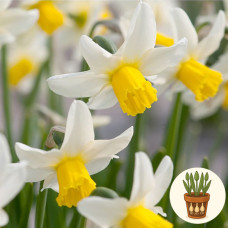 Нарцис Jack Snipe 3 шт в горшке
