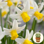 Нарцис Jack Snipe 3 шт в горшке
