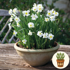Нарцис Segovia 3 шт в горшке