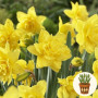 Нарцис Spring Paradijs 3 шт в горшке