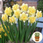 Нарцис Spring Paradijs 3 шт в горшке