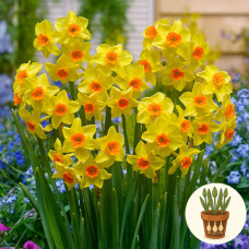Нарцис Falconet 3 шт в горшке