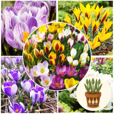 Крокус в горшке MIX (Пересорт)