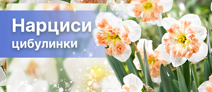 Перейти в каталог >>