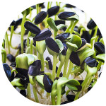 Семена микрозелени (60)