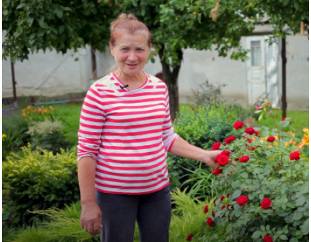 Відео: Хвороби троянд та їх лікування