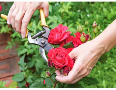 Як обрізати троянди після цвітіння?